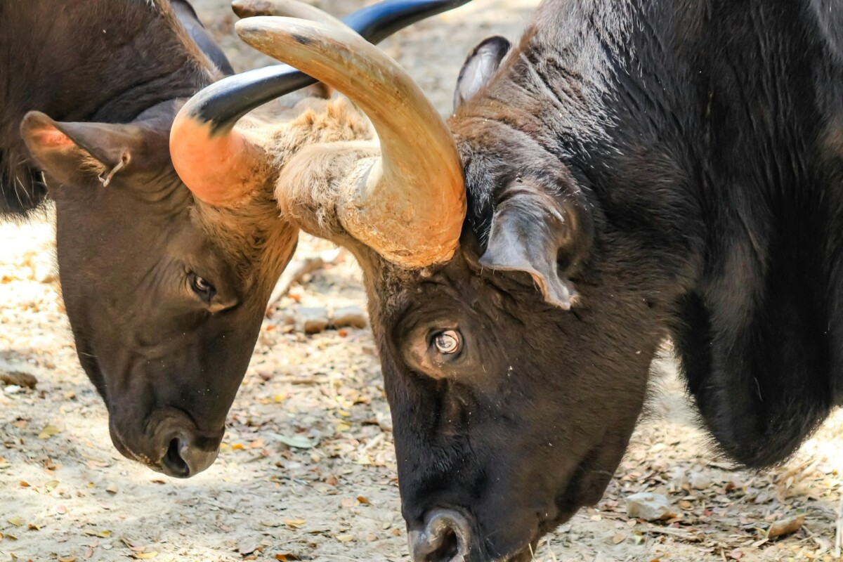 韩国议员怒批传统牛斗博彩，呼吁全面禁绝血腥“文化”