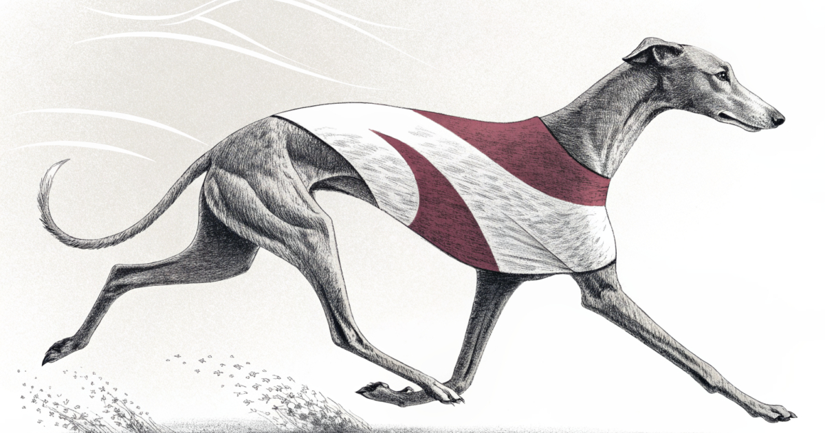 澳洲赛狗领养计划三十载：2万退役犬重获新生，行业福利新标杆