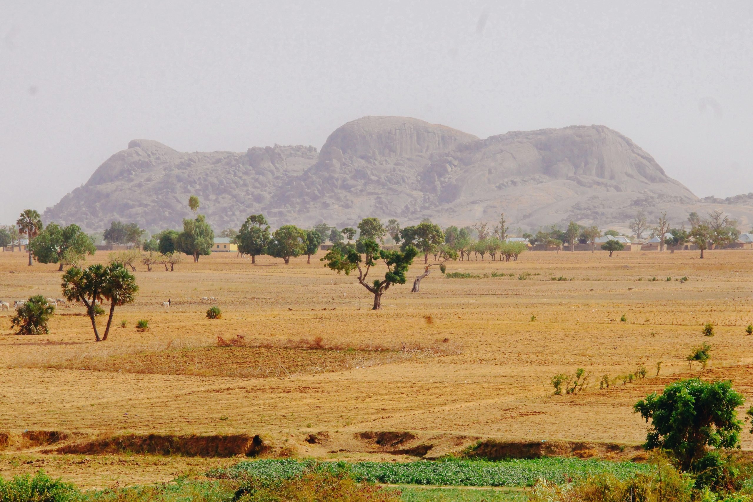 尼日利亚博彩监管僵局：Logifuture展望2026年破局