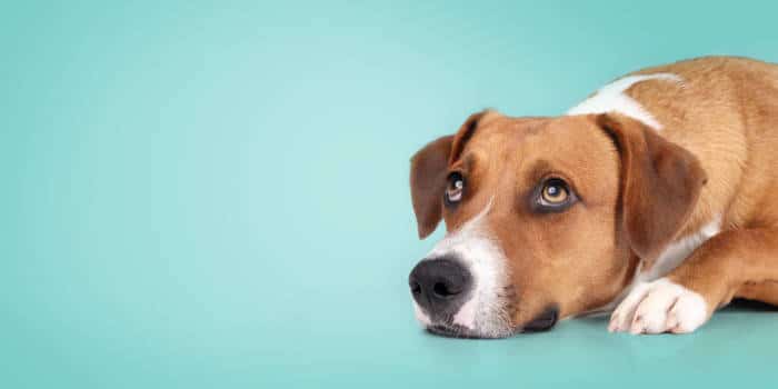 机场女子为赶飞机遗弃爱犬，面临三项轻罪指控