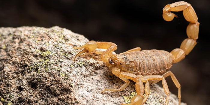 拉斯维加斯酒店惊魂：游客遭毒蝎蛰伤，痛诉酒店冷漠