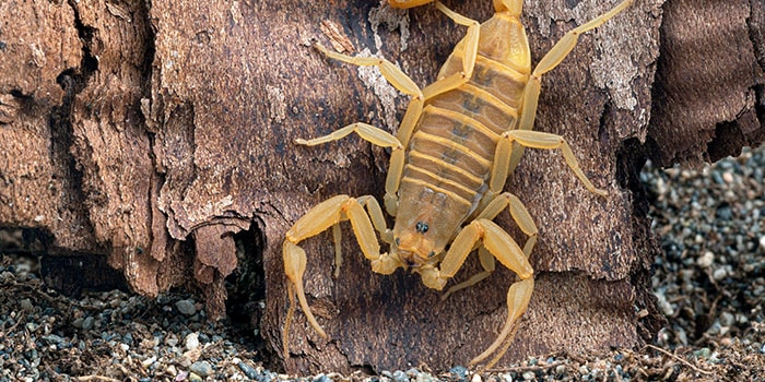 拉斯维加斯赌场惊现连环蝎子蜇人事件，游客考虑法律诉讼